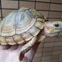 ユカタンハコガメ（甲長約13,5cm）メス （多甲板）