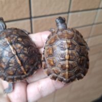 トウブハコガメ（25CB）5,5cm （１３～１６枚目親画像添付）