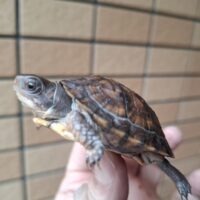 トウブハコガメ（25CB）5,5cm （１３～１６枚目親画像添付）