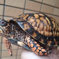 トウブハコガメ（甲長約15,5cm）21CB オス