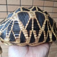 ビルマホシガメ（甲長約19cm）オス（登録番号250-006654号/有効期限2030年9月2日）