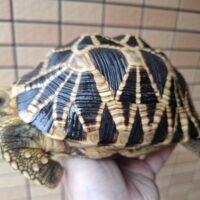 ビルマホシガメ（甲長約19cm）オス（登録番号250-006654号/有効期限2030年9月2日）