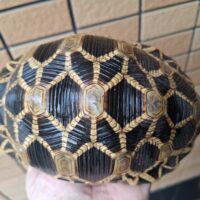 ビルマホシガメ（甲長約17cm）オス（登録番号250-006657号/有効期限2030年9月2日）