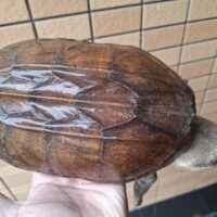 サルヴィンオオニオイガメ（甲長約21cm）WC　巨頭 オス