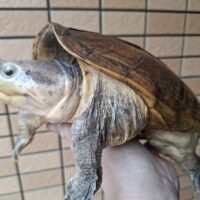 サルヴィンオオニオイガメ（甲長約21cm）WC　巨頭 オス