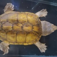 サルヴィンオオニオイガメ（甲長約15,5cm）CB　巨頭 オス