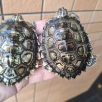 キタクロコブチズガメ（甲長約7cm）ペア