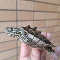 キタクロコブチズガメ（甲長約7cm）ペア