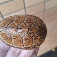 スジクビヒメニオイガメ（ブラックウォーリア）甲長約7cm