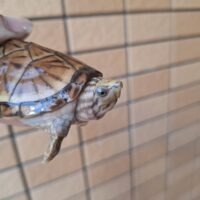 スジクビヒメニオイガメ（ブラックウォーリア）甲長約7cm