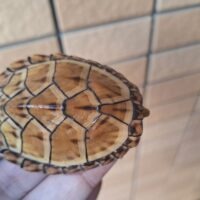 スジクビヒメニオイガメ（ブラックウォーリア）甲長約6cm