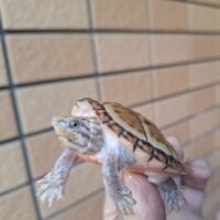 スジクビヒメニオイガメ（ブラックウォーリア）甲長約6cm