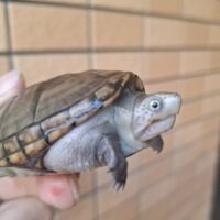 フロリダドロガメ（甲長約6,5cm）オス