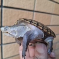 フロリダドロガメ（甲長約6,5cm）オス