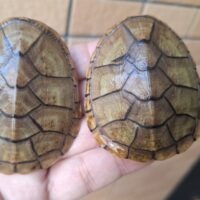 ハーレラドロガメ（甲長約6～6,5cm）