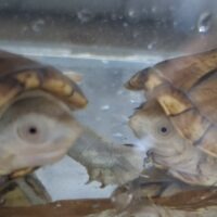 ハーレラドロガメ（甲長約6～6,5cm）