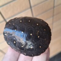 キボシイシガメ（甲長約5,5cm）