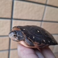 キボシイシガメ（甲長約5,5cm）