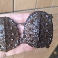 ギザミネヘビクビガメ（甲長約5～5,5cm）