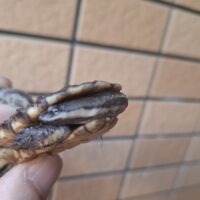 ギザミネヘビクビガメ（甲長約5～5,5cm）