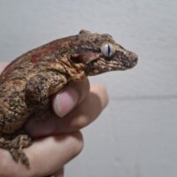 ガーゴイルゲッコー(レッドストライプ)オス