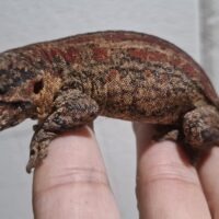 ガーゴイルゲッコー(レッドストライプ)オス