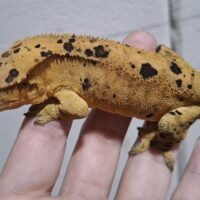 クレステッドゲッコー(スーパーダルメシアン)オス