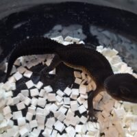 ヒョウモントカゲモドキ（ブラックナイト）