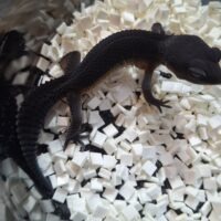 ヒョウモントカゲモドキ（ブラックナイト）