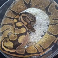ボールパイソン(エンチhetクラウン)約1300g メス