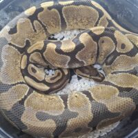 ボールパイソン(エンチhetクラウン)約1300g メス