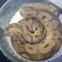 ボールパイソン(クラウン)約1200g メス