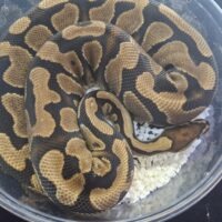 ボールパイソン(イエローベリー)約1600g メス