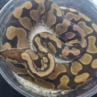 ボールパイソン(イエローベリー)約1600g メス