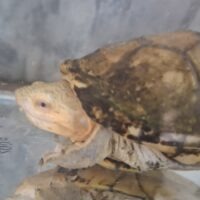 ハーレラドロガメ（甲長約10cm）