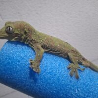 チャホアミカドヤモリ（24CB）オス