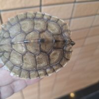 ミシシッピチズガメ(甲長約8cm)