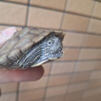 ミシシッピチズガメ(甲長約8cm)