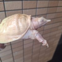アルビノシナスッポン（甲長約11cm）