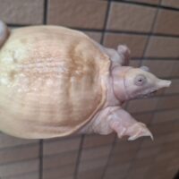 アルビノシナスッポン（甲長約11cm）