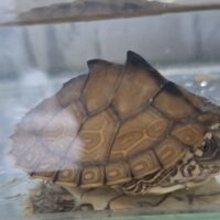 アラバマチズガメ（甲長約5cm）