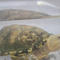 ハーレラドロガメ（甲長約10cm）