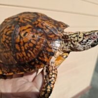 トウブハコガメ(甲長約14cm)23CB オス(未成熟個体)WCF1