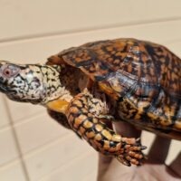 トウブハコガメ(甲長約14cm)23CB オス(未成熟個体)WCF1