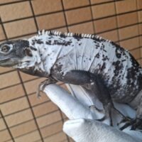 パンダトゲオイグアナ（約80cm）