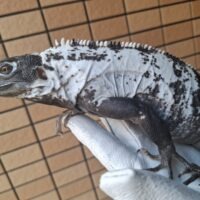 パンダトゲオイグアナ（約80cm）