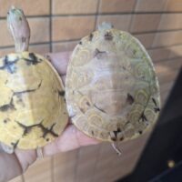 タバスコクジャクガメ(T+アルビノパラドックス)甲長約7~7,5cm