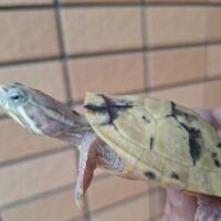 タバスコクジャクガメ(T+アルビノパラドックス)甲長約7~7,5cm