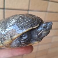 ミシシッピニオイガメ（甲長約9,5cm）WC メス