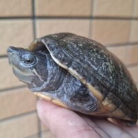 ミシシッピニオイガメ（甲長約9,5cm）WC メス